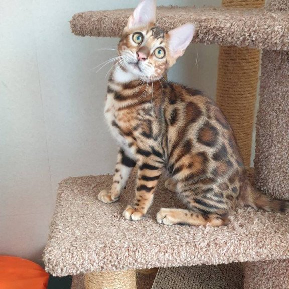 Bengal Charles