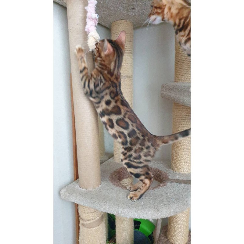 Bengal Charles