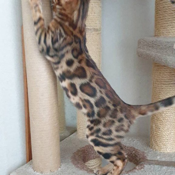 Bengal Charles