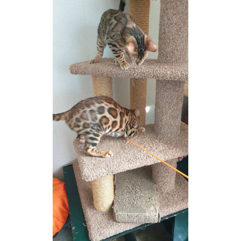 Bengal Charles