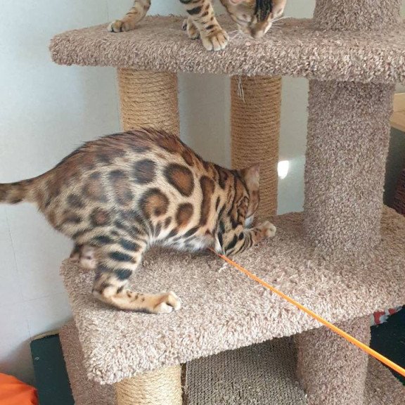 Bengal Charles