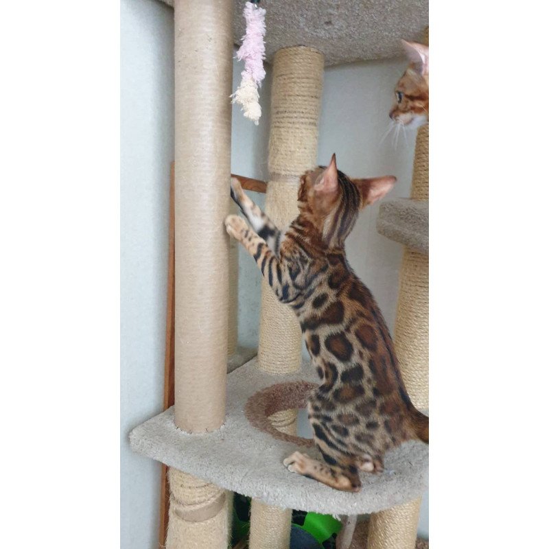 Bengal Charles