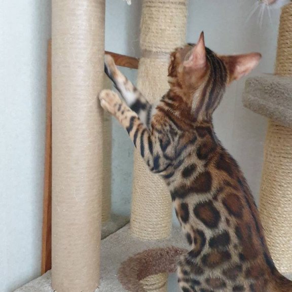 Bengal Charles