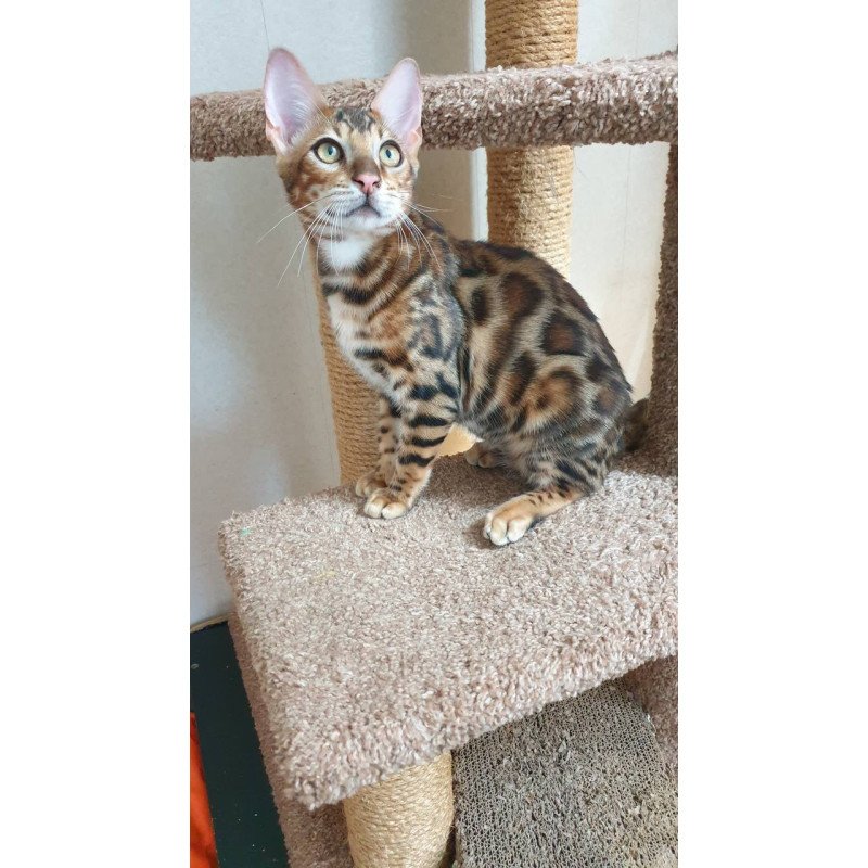Bengal Charles