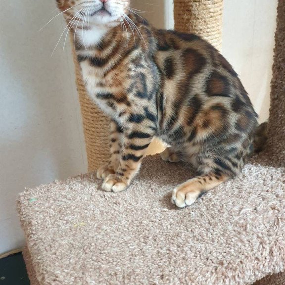 Bengal Charles
