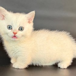 Munchkin Riley