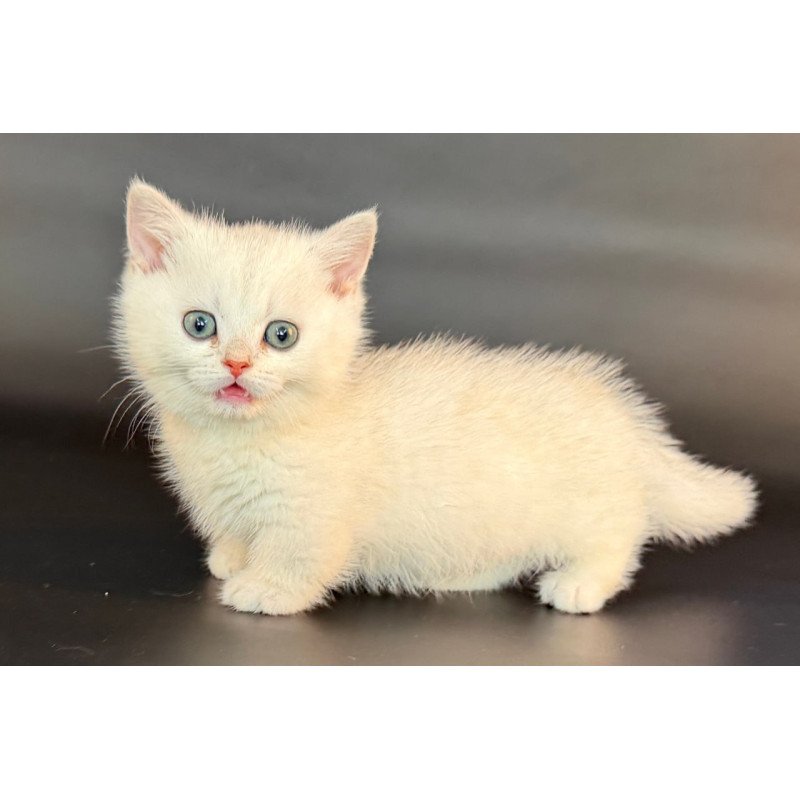 Munchkin Riley