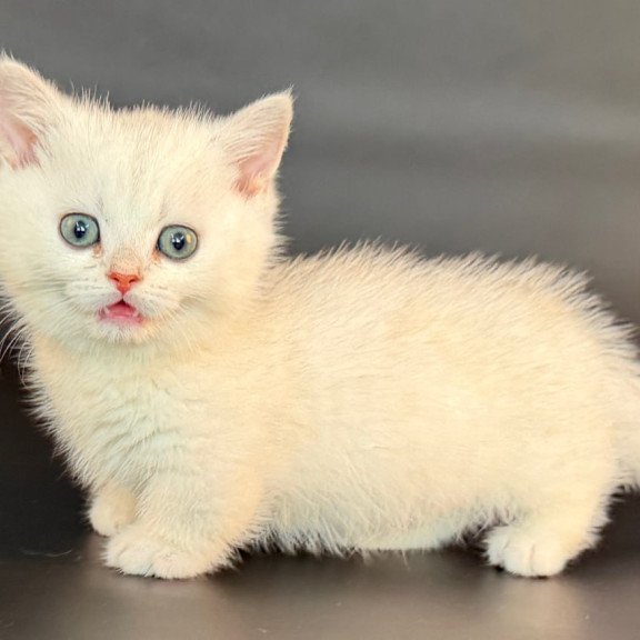Munchkin Riley