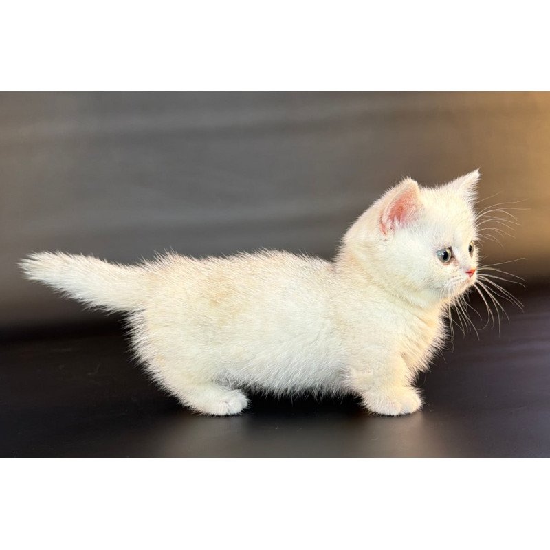 Munchkin Riley