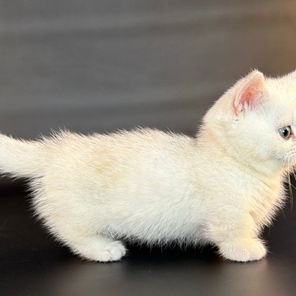Munchkin Riley