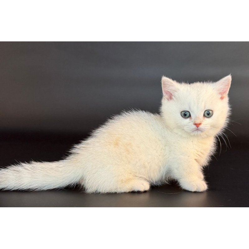 Munchkin Riley