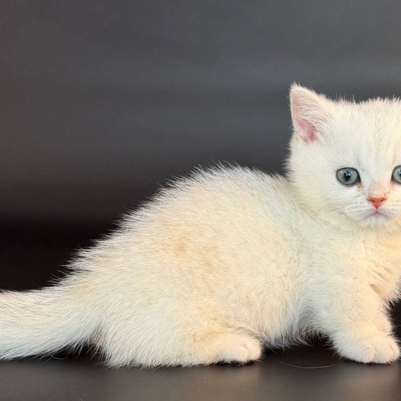 Munchkin Riley