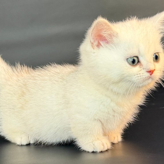 Munchkin Riley