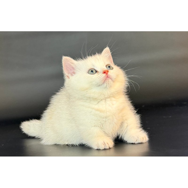 Munchkin Riley