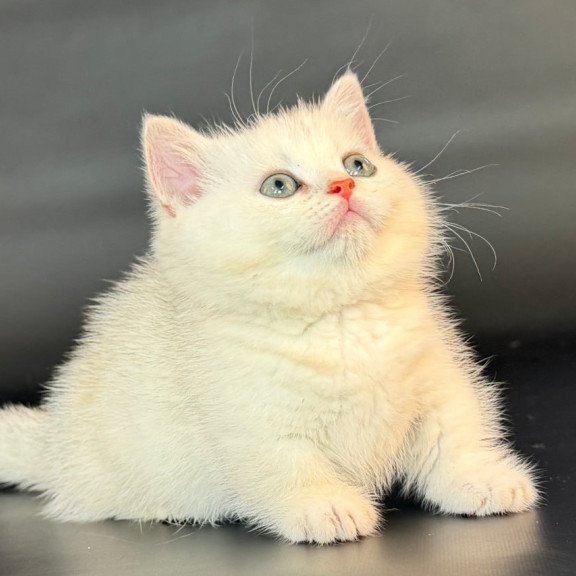 Munchkin Riley