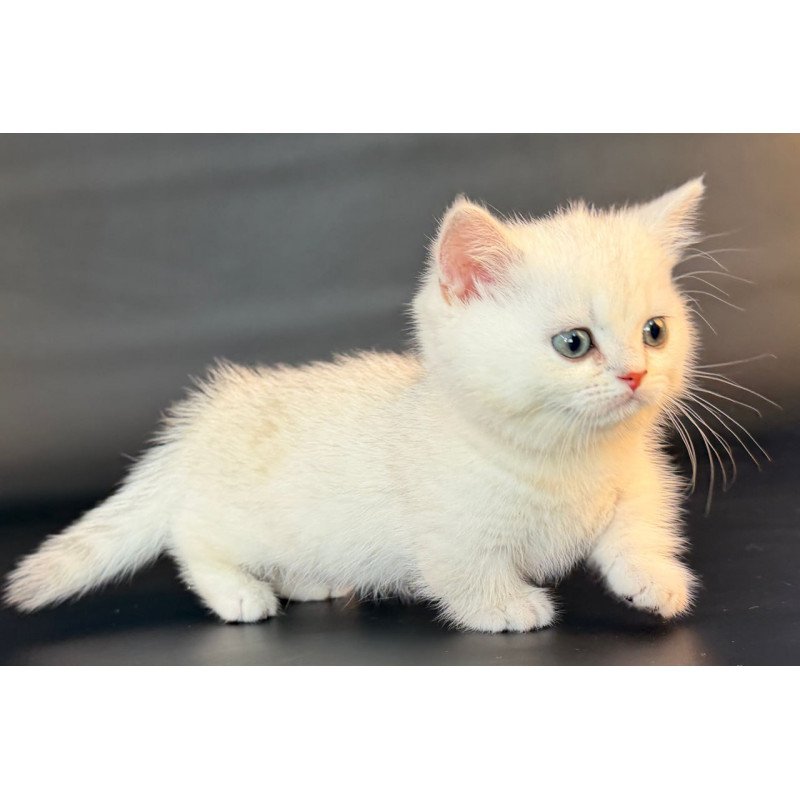 Munchkin Riley