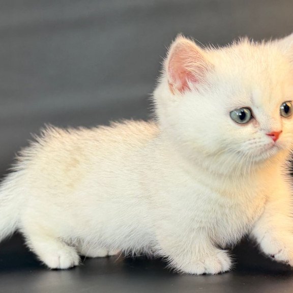 Munchkin Riley