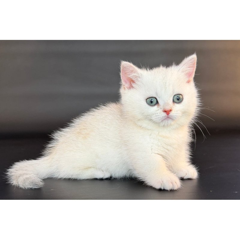 Munchkin Riley