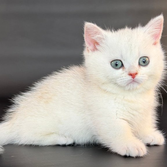 Munchkin Riley