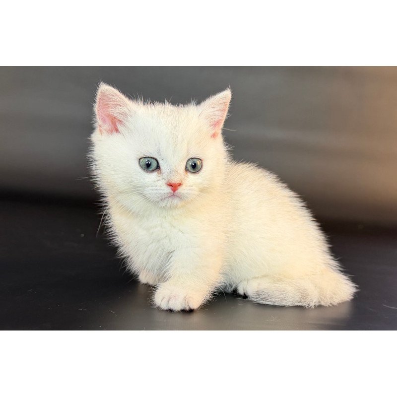Munchkin Riley