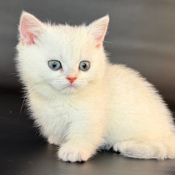 Munchkin Riley