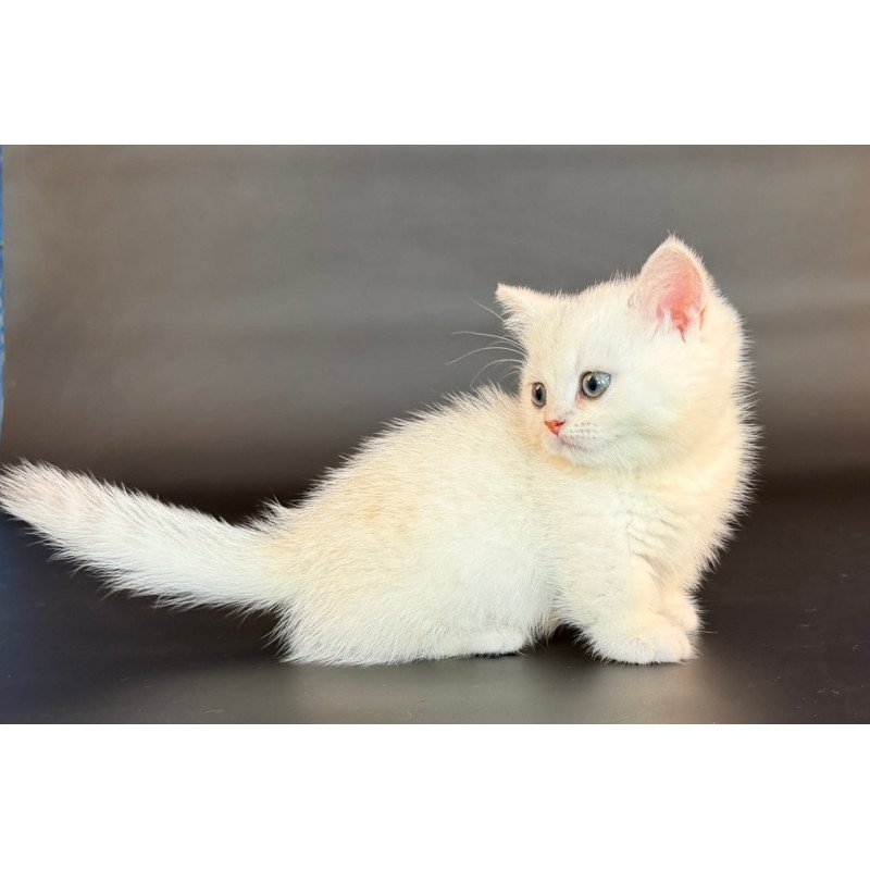 Munchkin Riley