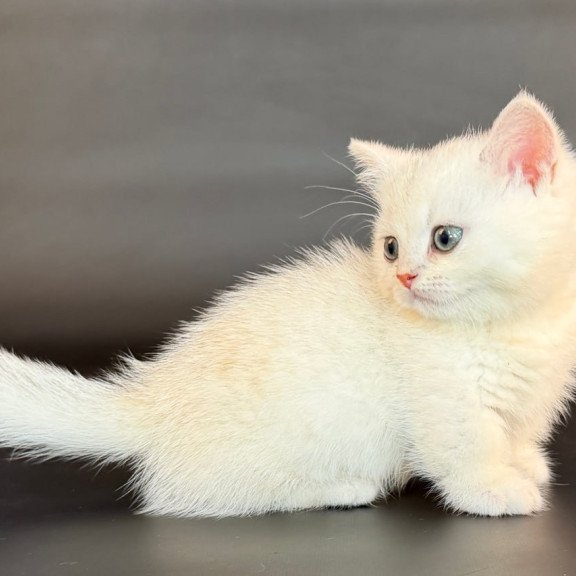 Munchkin Riley