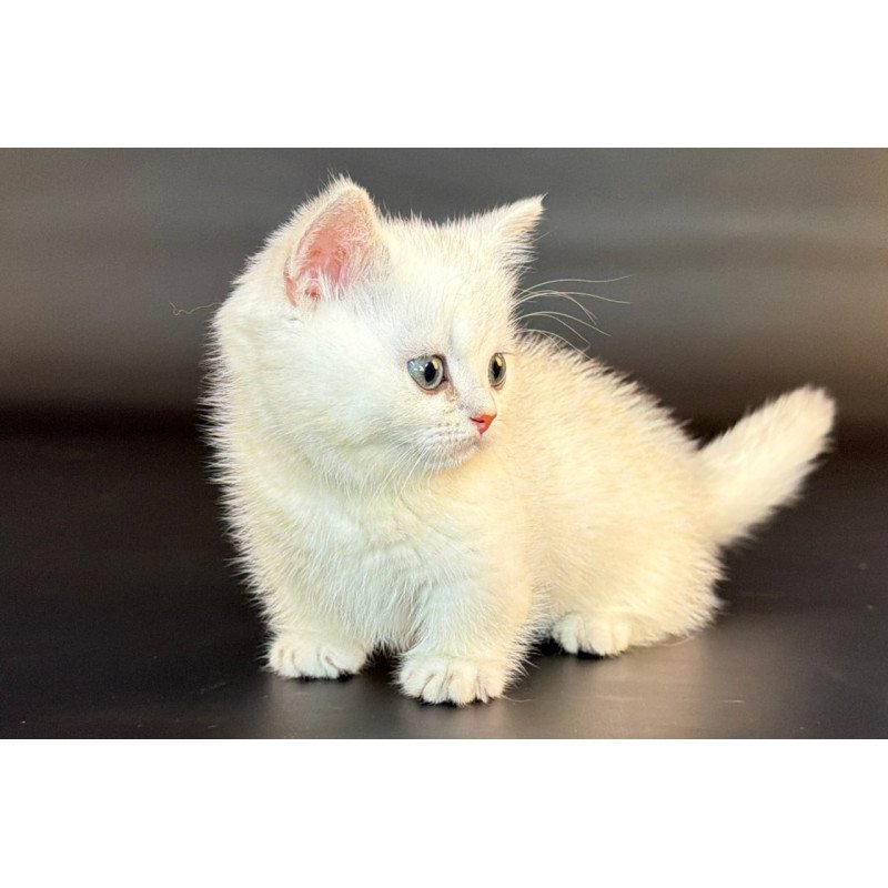 Munchkin Riley