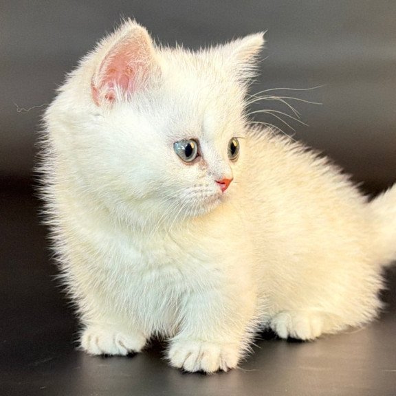 Munchkin Riley