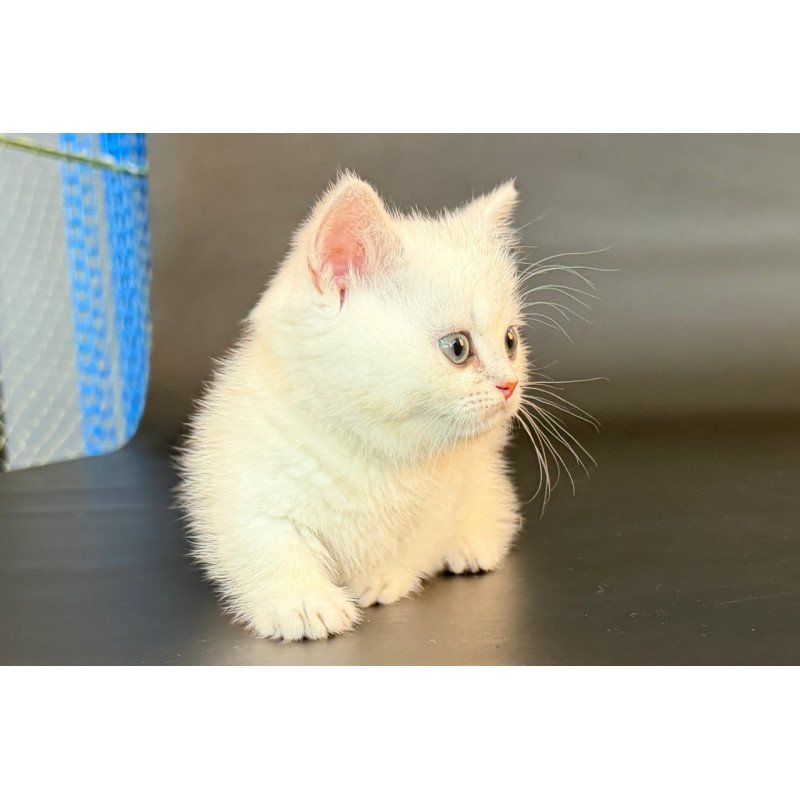 Munchkin Riley