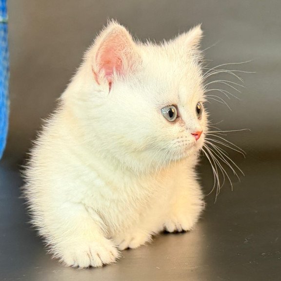 Munchkin Riley