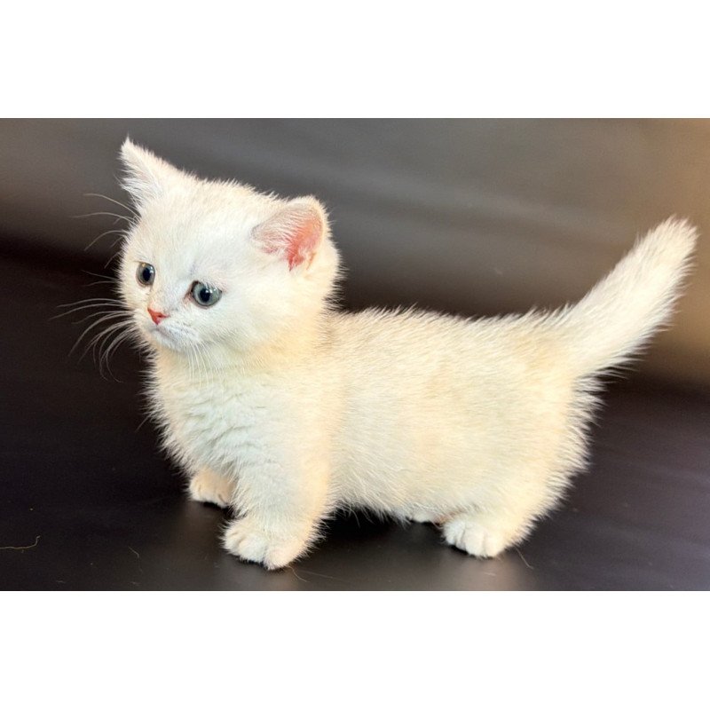 Munchkin Riley