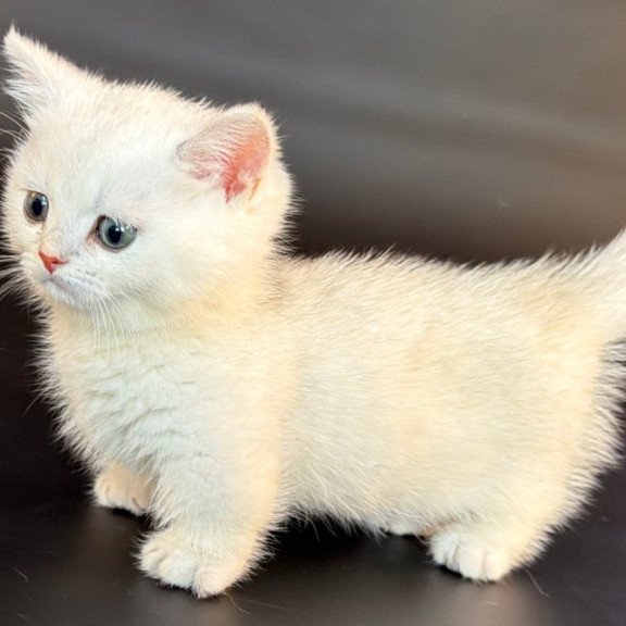 Munchkin Riley