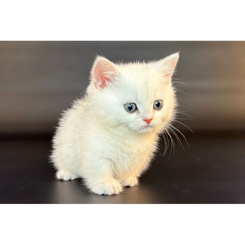 Munchkin Riley