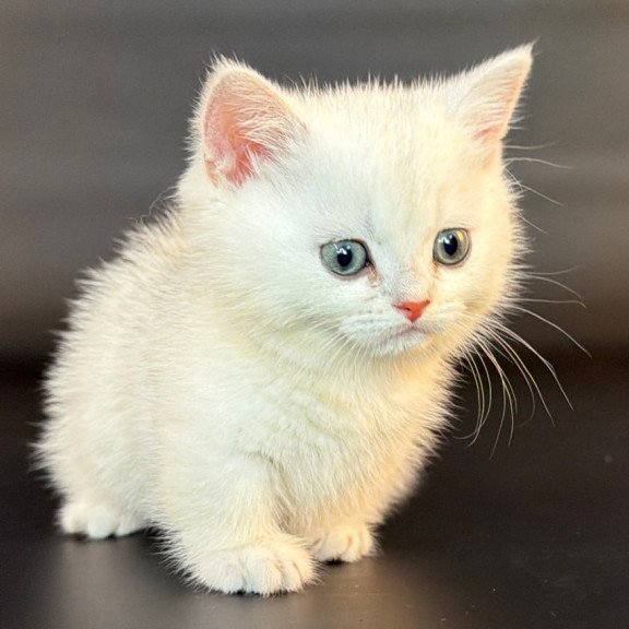Munchkin Riley