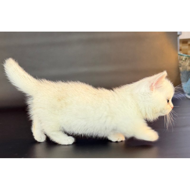 Munchkin Riley