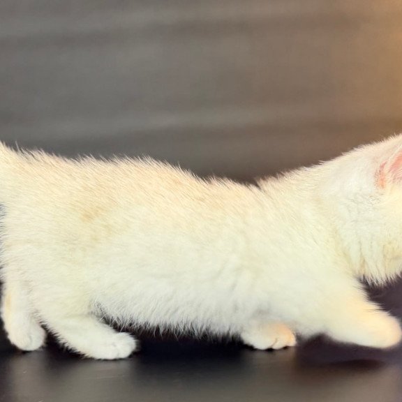 Munchkin Riley
