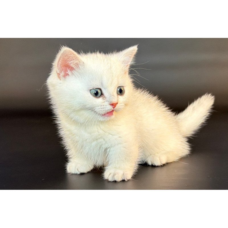 Munchkin Riley