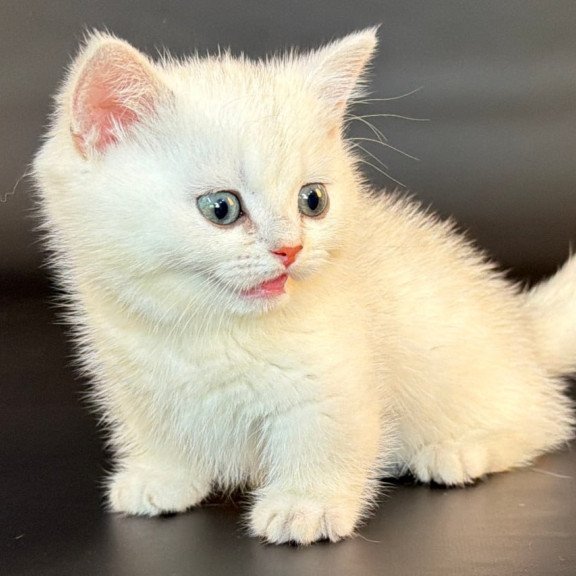 Munchkin Riley