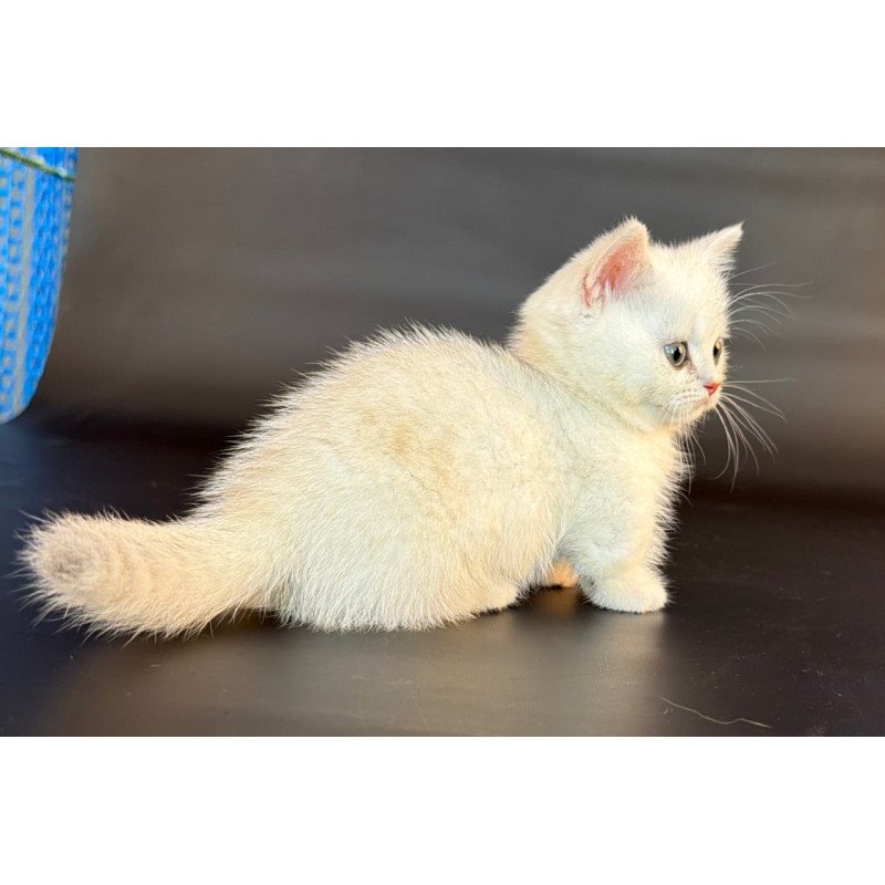Munchkin Riley