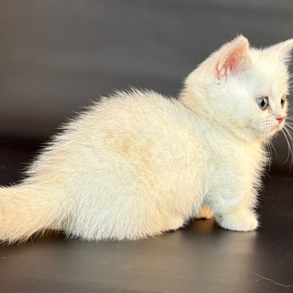 Munchkin Riley