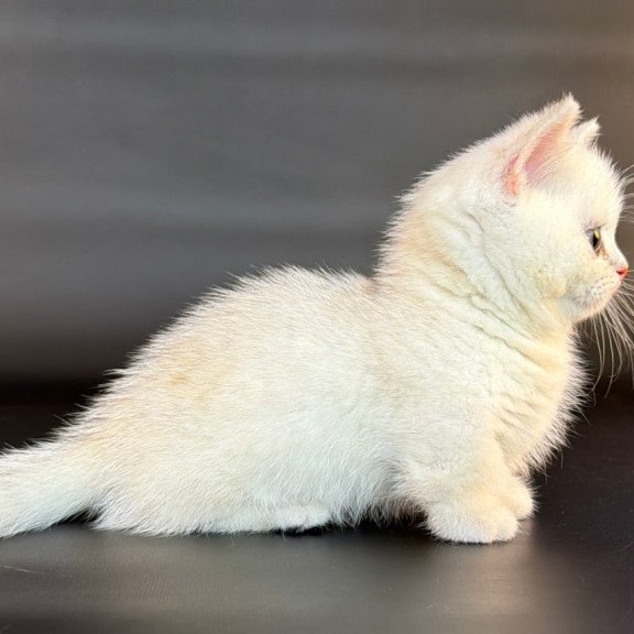 Munchkin Riley