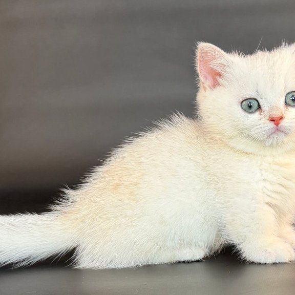 Munchkin Riley