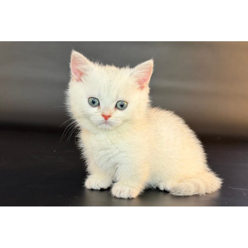 Munchkin Riley