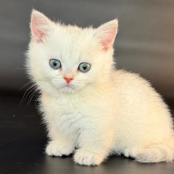 Munchkin Riley