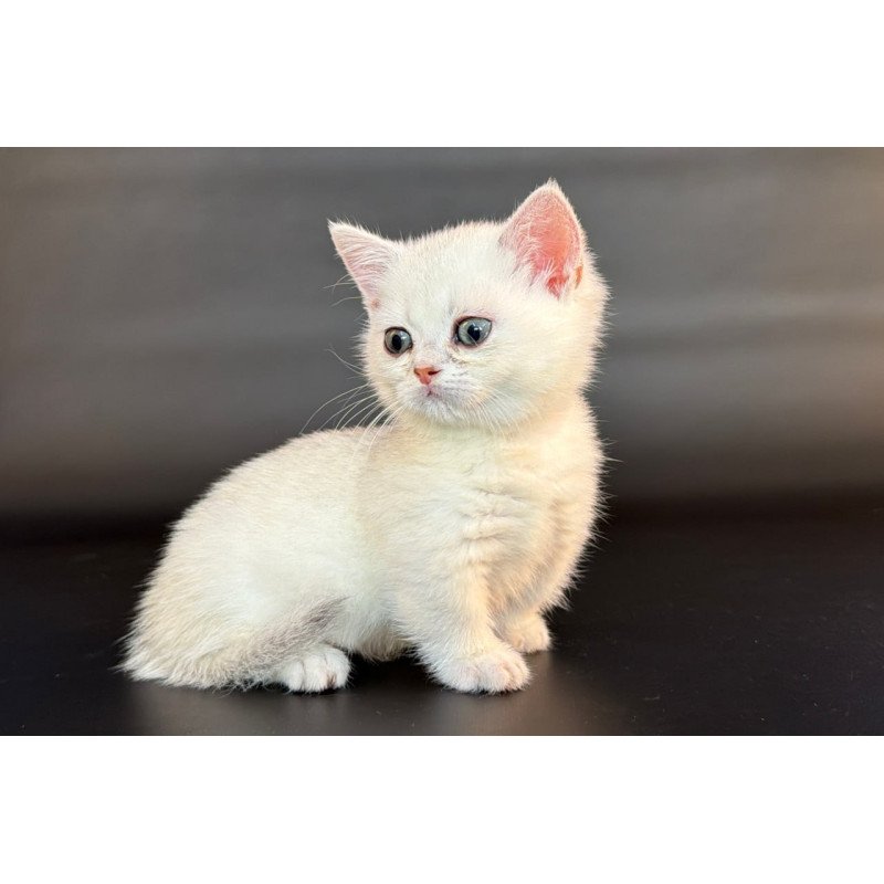 Munchkin Rusty