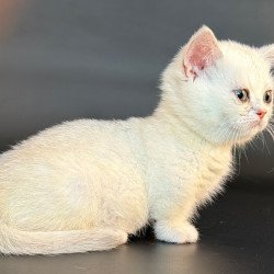 Munchkin Rusty