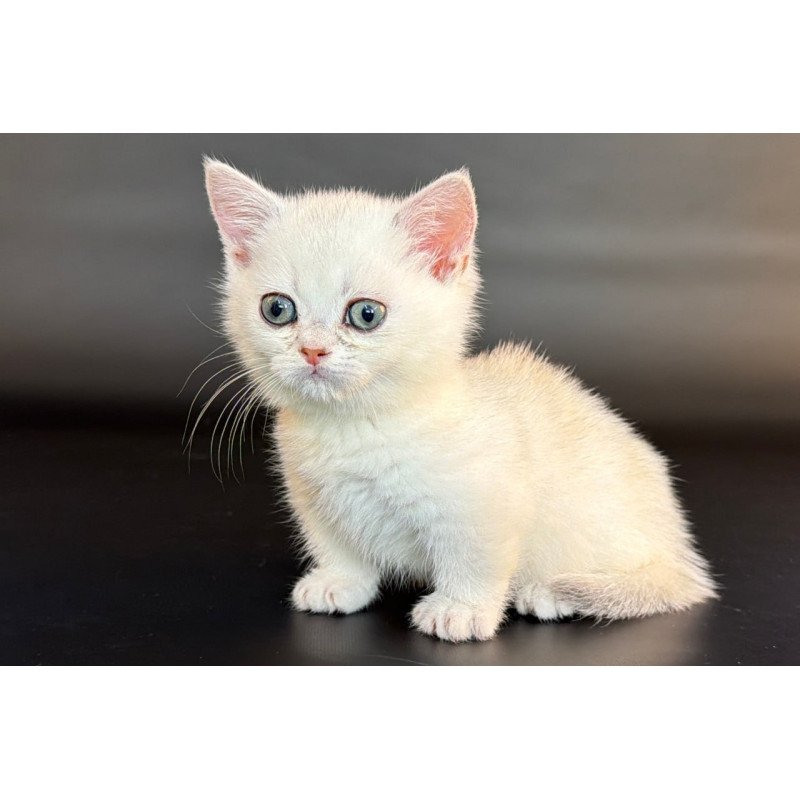 Munchkin Rusty