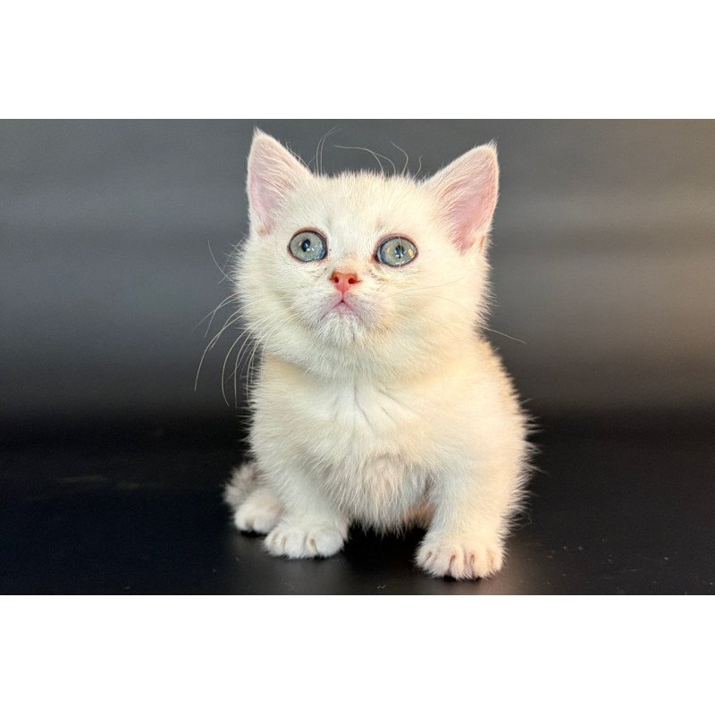 Munchkin Rusty