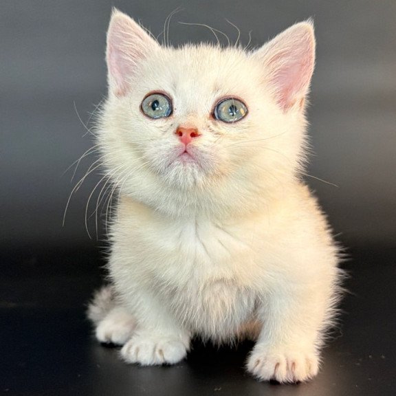 Munchkin Rusty